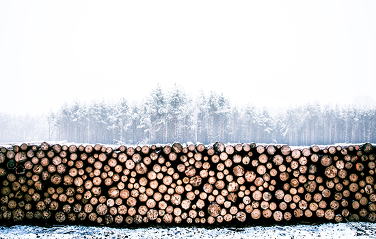 Choisir des palettes en bois dur ou en bois mou? 